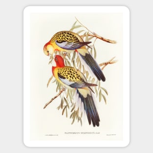 Splendid Parakeet Sticker